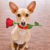 Los perros pueden enamorarse