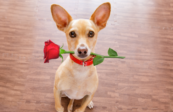 Los perros pueden enamorarse