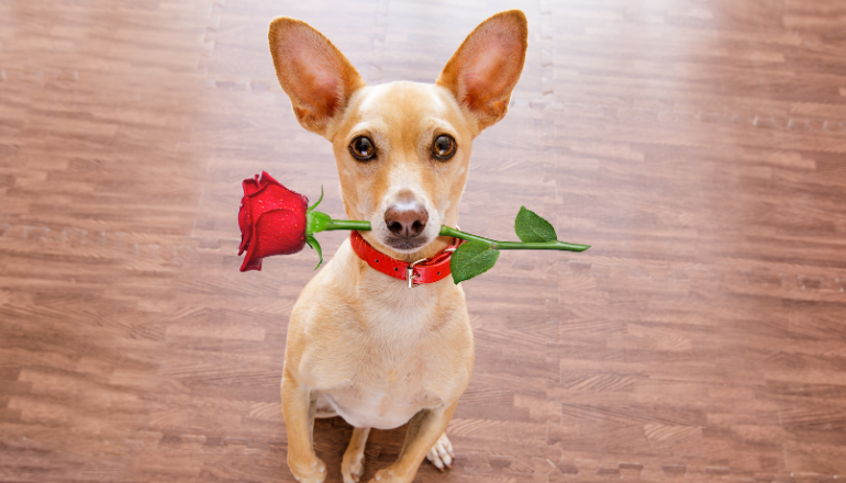 ¿Los perros pueden enamorarse? La ciencia detrás del amor perruno