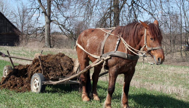 Caballo de trabajo