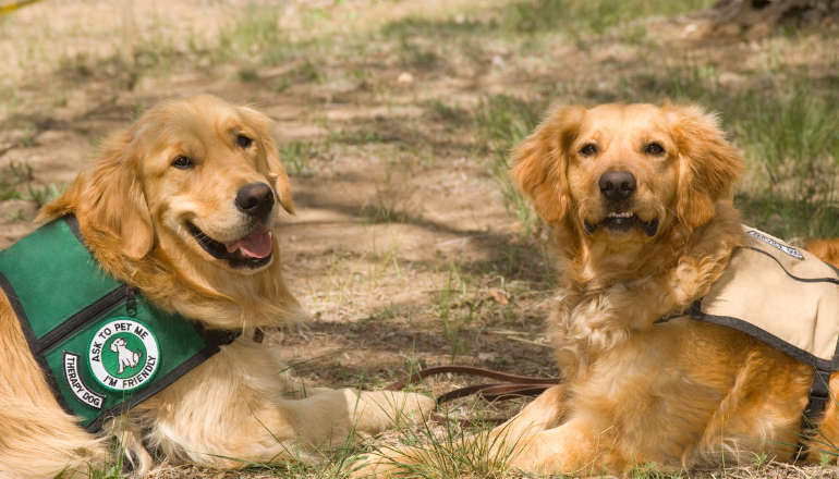 Perro de terapia