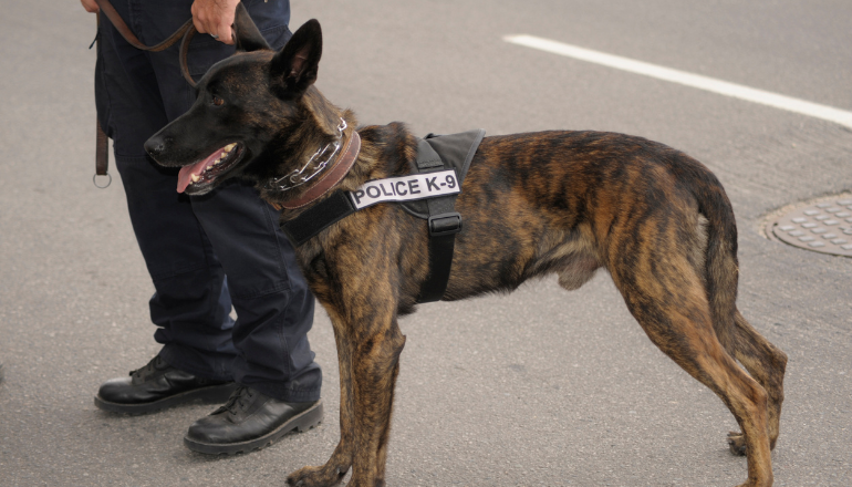 Perro detector