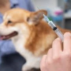 VACUNACIÓN A DOMICILIO PARA PERROS L4