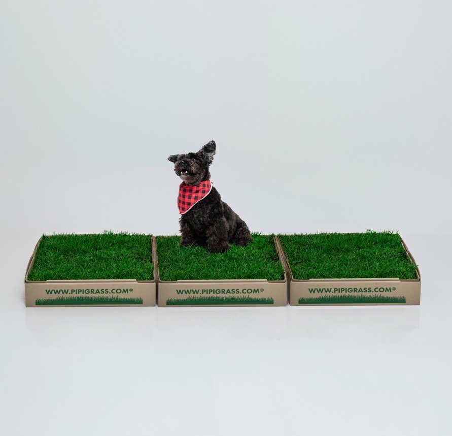 Small black dog in a red bandana sits on three trays of artificial grass labeled www.pipigrass.com.