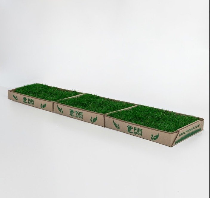 Three connected cardboard trays filled with green turf grass laid out in a studio. (Pip Grass branding visible on the sides)