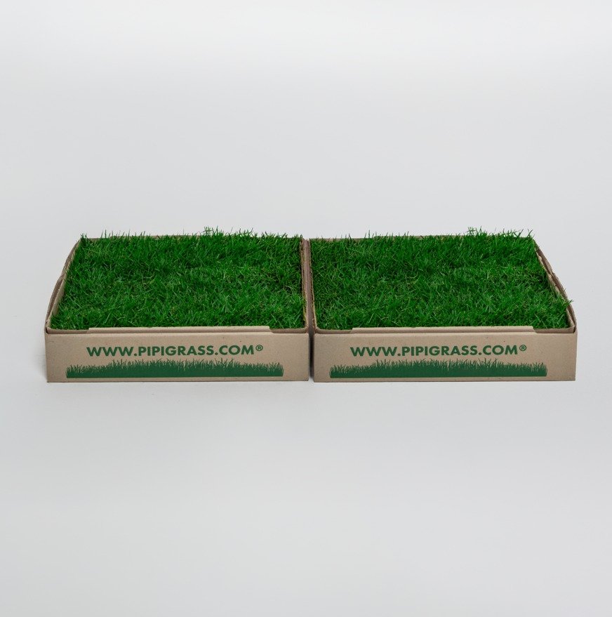 Two green artificial grass samples in open-top cardboard boxes labeled www.pipigrass.com on a white background.