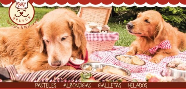 Pet Brunch